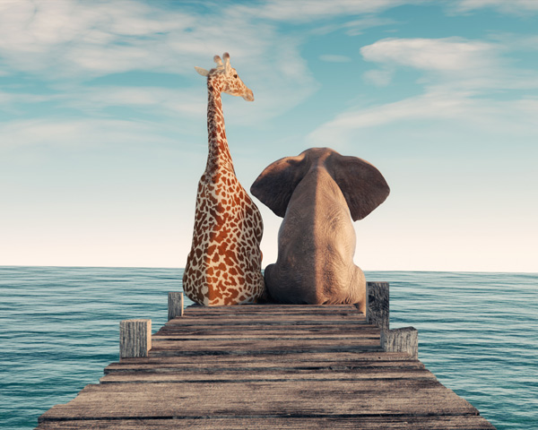 giraffe and elephant sat on end of wooden pier overlooking sea